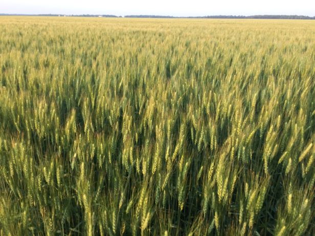 Record 2025 Production Boosts Crop Stocks