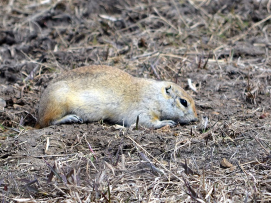 Gopher damage fuels call for strychnine return - StrathmoreNow.com ...