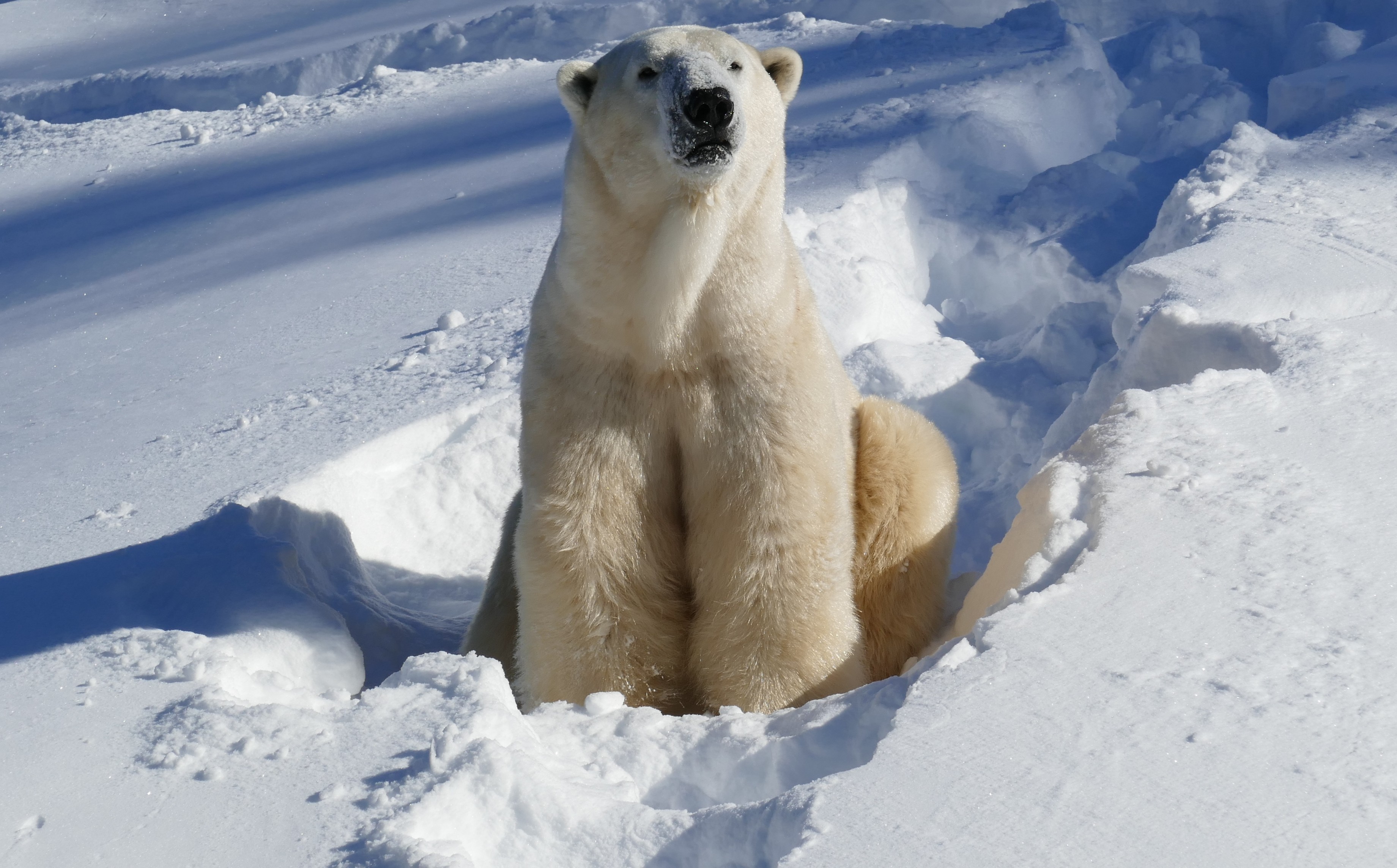 Meet Yellé: Calgary Zoo's new polar bear set for April debut