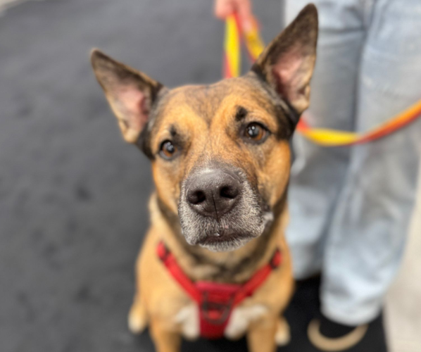Calgary rescue supporting Airdrie seeks foster homes as dogs wait for ...