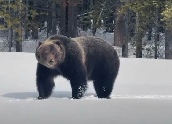 The &lsquo;Boss&rsquo; is back in town &mdash; and so is bear season