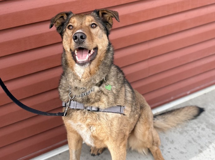 Adorable Adoptables: Find your "bear-y" best friend in this fuzzy guy