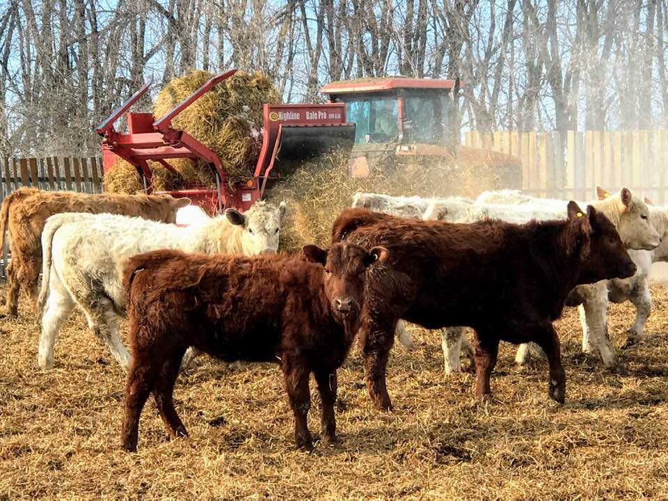 Comment period set to open for Beef Cattle Code of Practice Update ...
