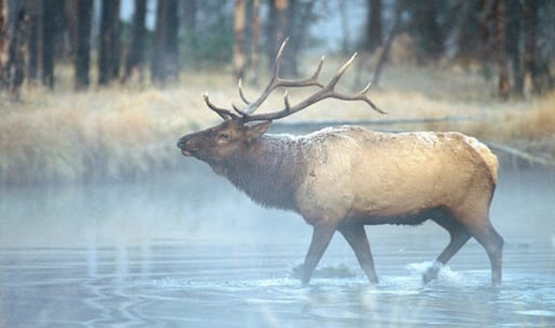 Saskatchewan rolling out depredation permits for producers facing elk damage