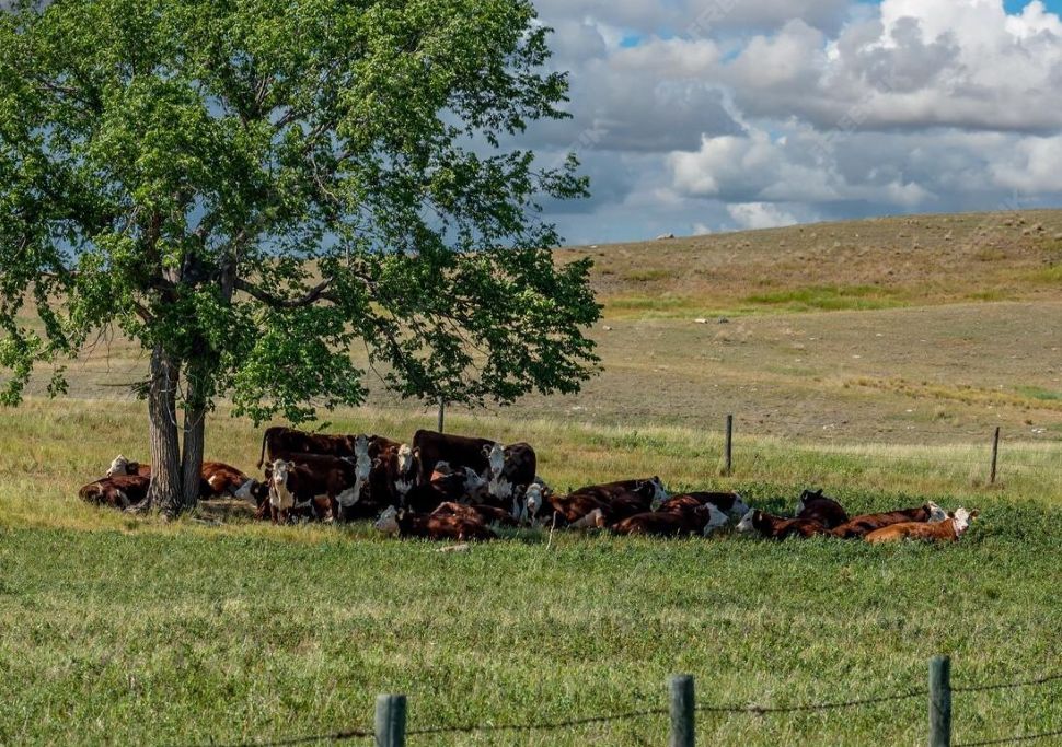 Mercosur trade deal raises questions for southeast Saskatchewan ranchers