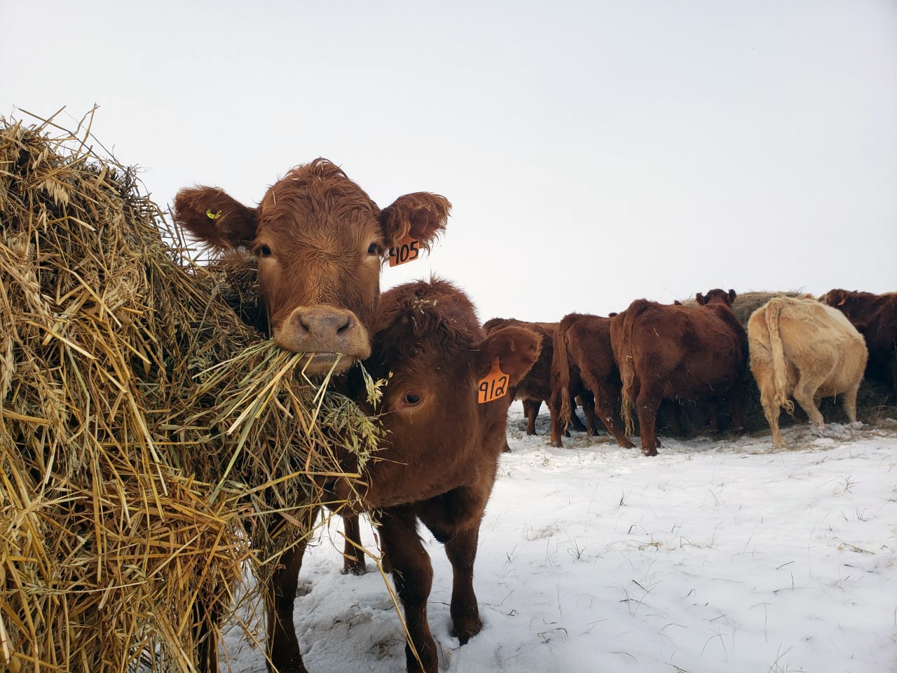 Saskatchewan ranchers recognized during International Year of Rangelands