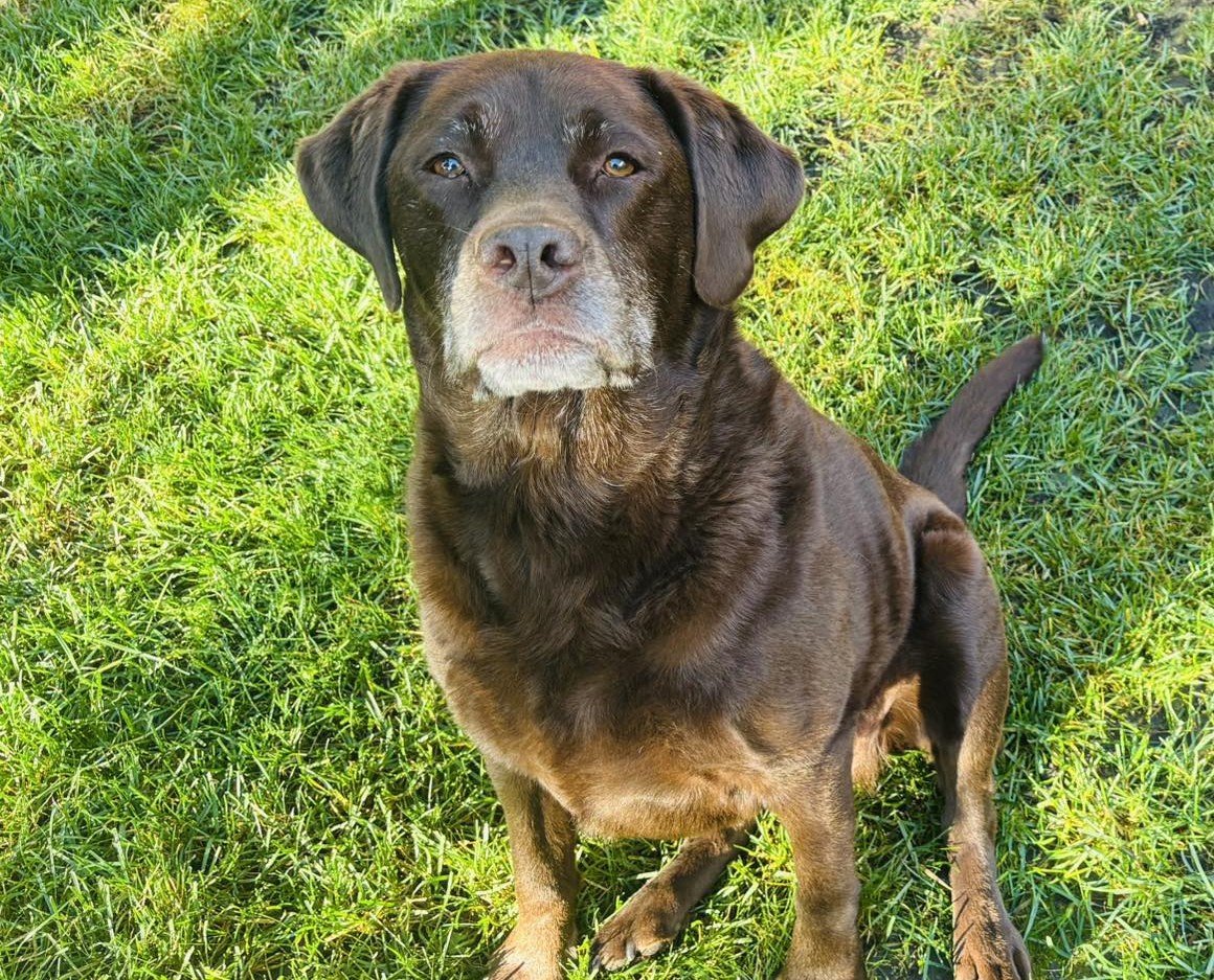 Airdrie opens new animal services centre, now operational
