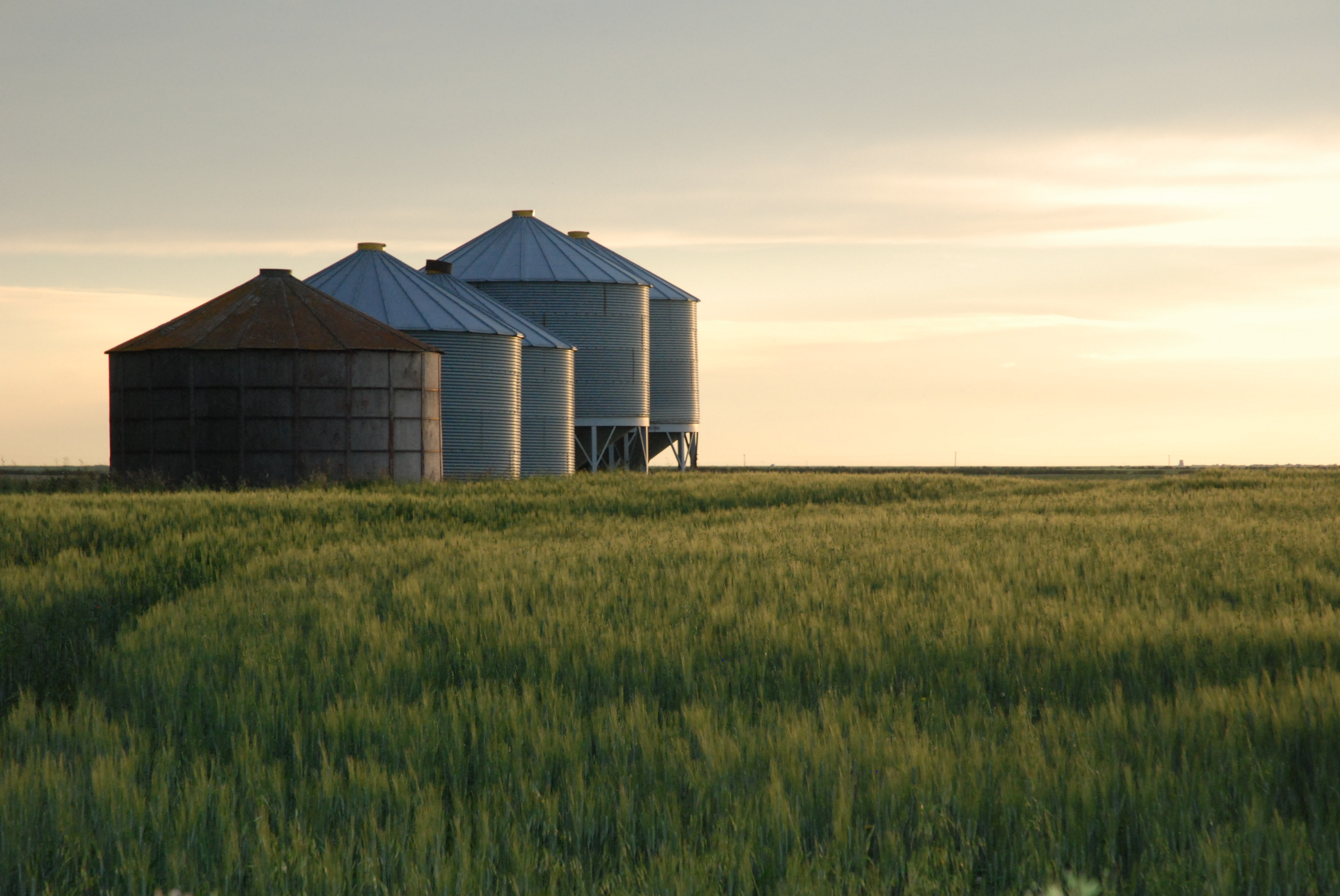 Farmer’s Lung Risks During Seeding Season