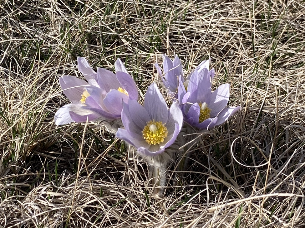 Westman weekend & beyond: Arts, outdoors, and live music to enjoy!