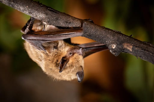 Saskatchewan highlights safe timing for bat removals during home repairs