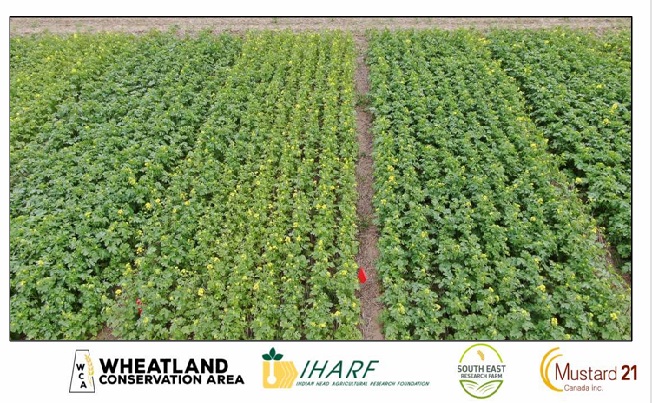 New research into mustard fertility and seeding rates