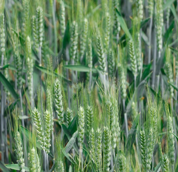 AAFC cuts leave gap for organic producers