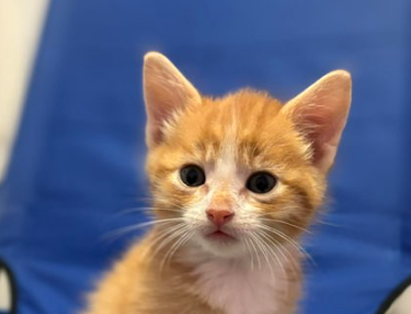 Crossfield's Tails to Tell workload changes with new Airdrie Animal Services Centre