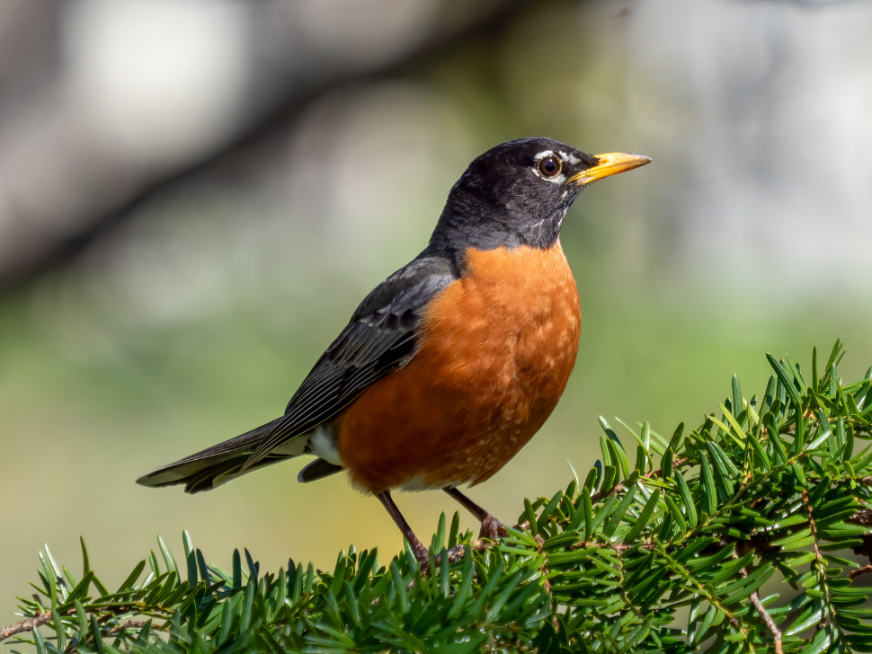 Inspired by ‘In the Company of Birds’: CLASSIC 107 Airs Bird-Themed ...