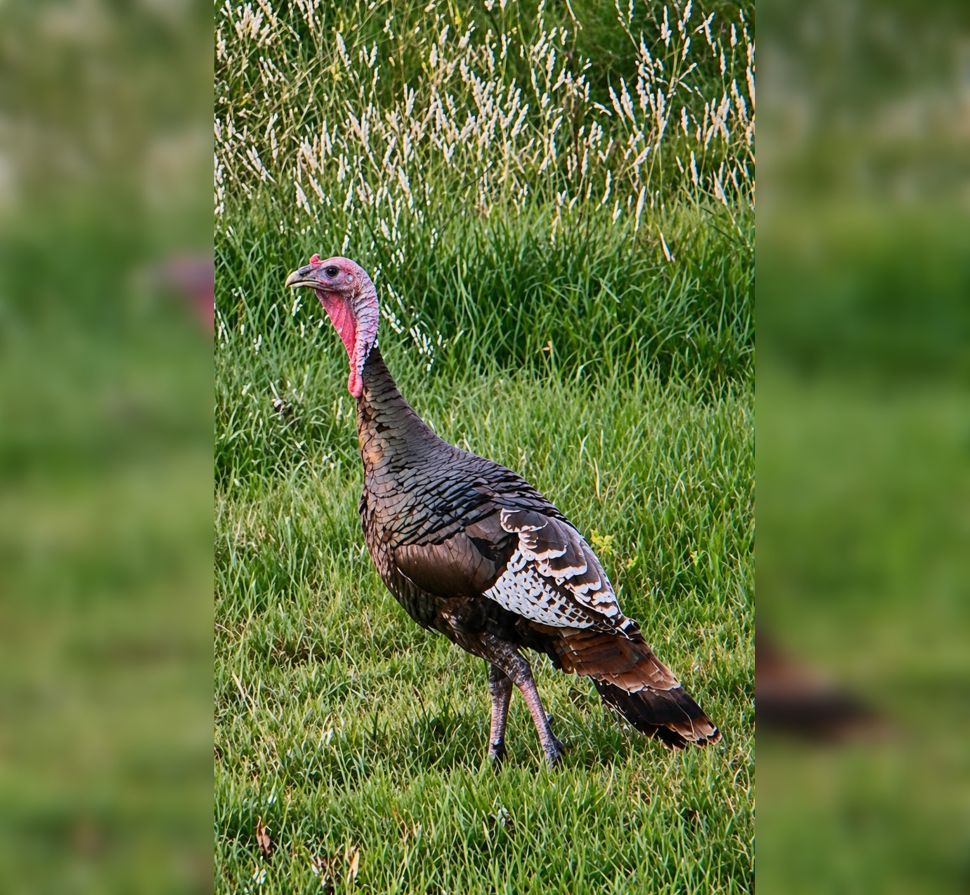 Wild Turkey relocation helping manage southeast Saskatchewan populations