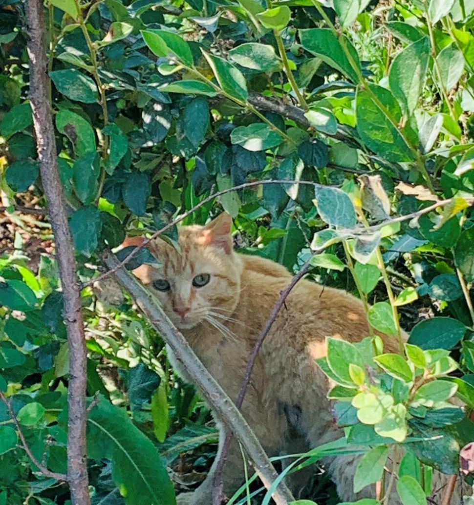 Saskatchewan shifts to new animal enforcement agency