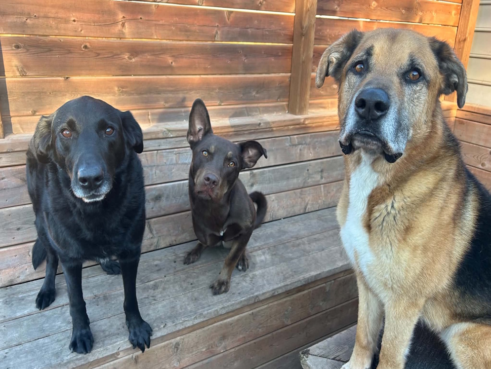 Go Dogs Rescue Rescue dogs deserve a chance - PortageOnline.com - Local news, Weather ...