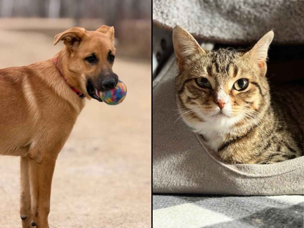 Steinbach and Area Animal Rescue launches 50/50 fundraiser to support rising care costs
