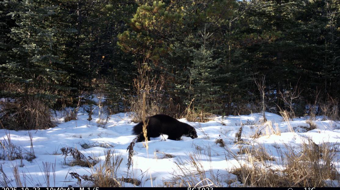 Elusive visitor makes rare appearance on Bragg Creek Trails camera ...