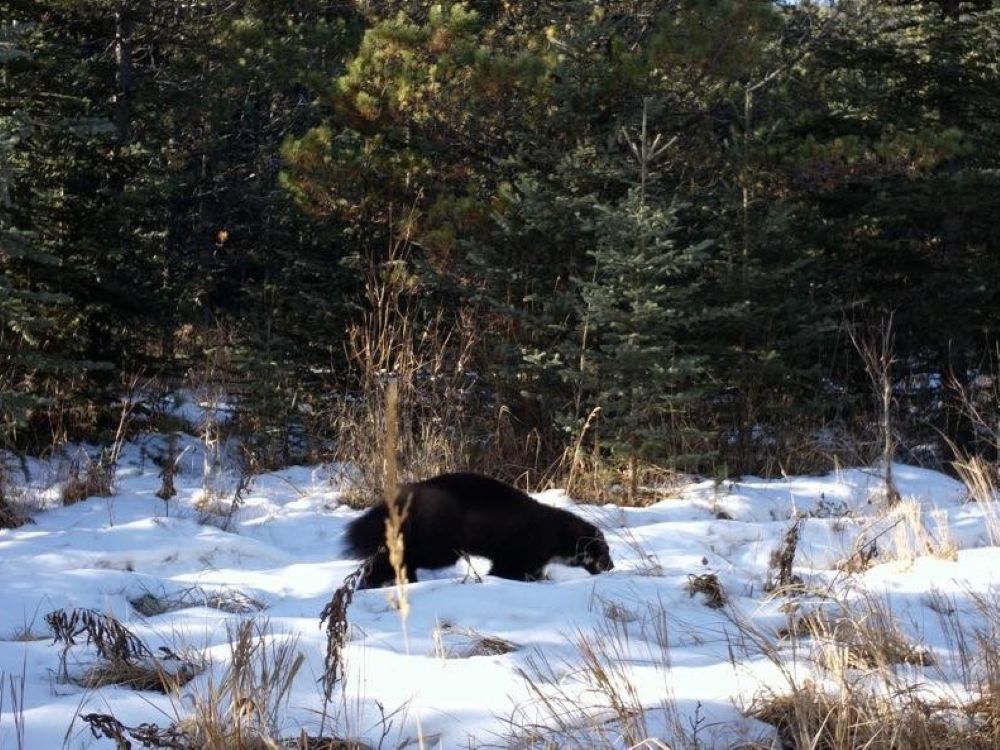 Rare wolverine spotted near Bragg Creek - HighRiverOnline.com - Local ...
