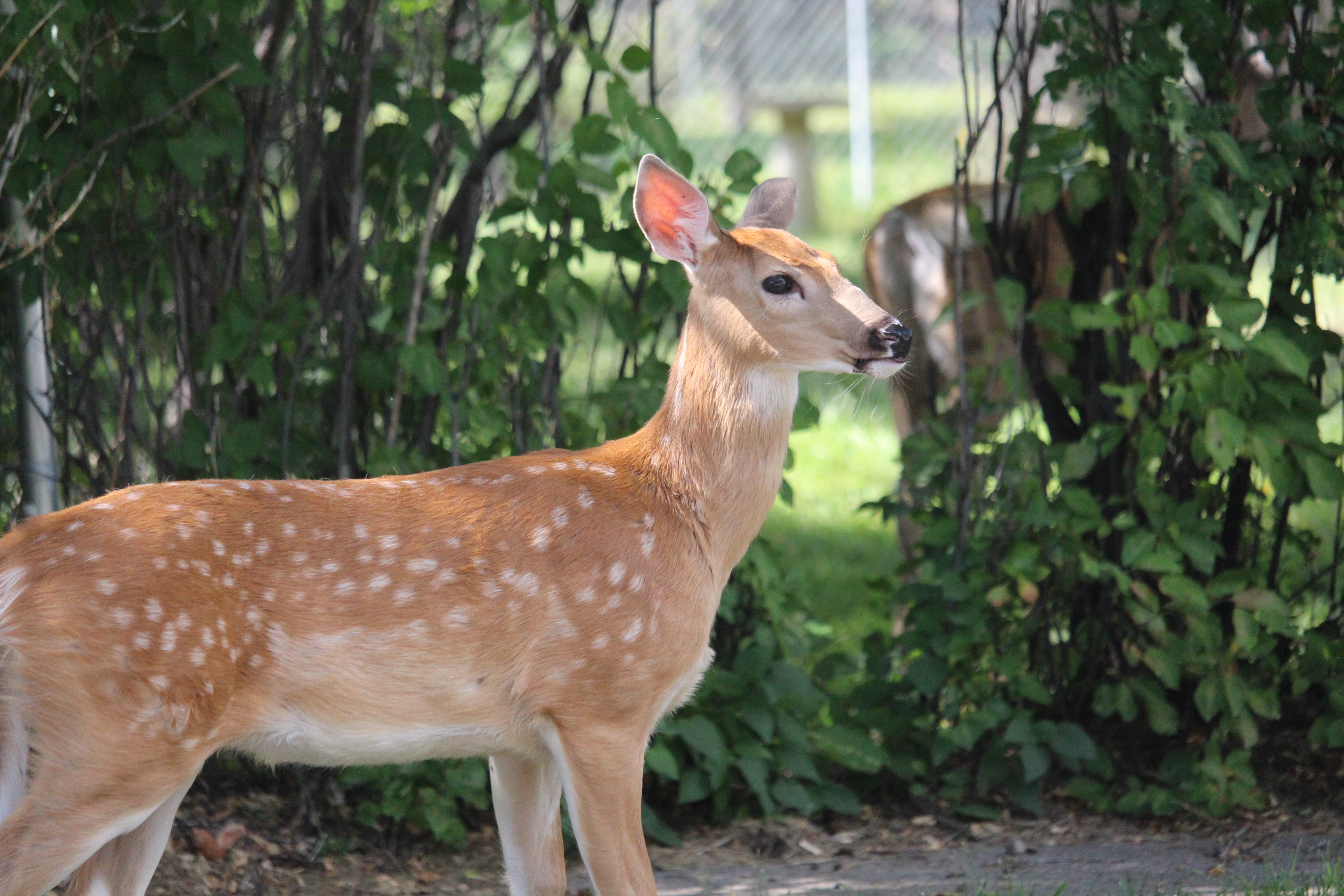 "More harm than good", local conservation officer on baby wildlife