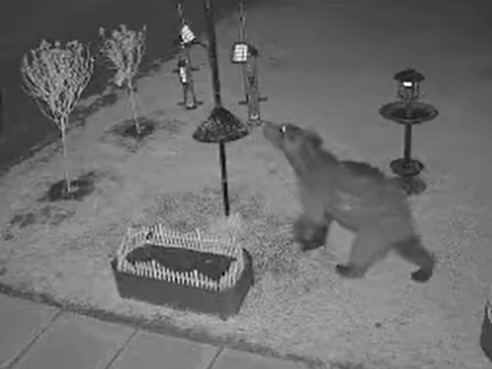 Young bear caught snacking on Centrale Avenue in Ste. Anne ...