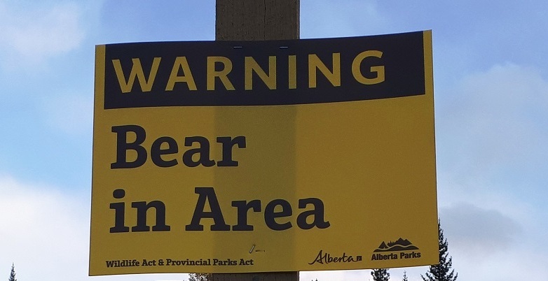 Bear warning issued for closed section of Highway 40 over Highwood Pass ...