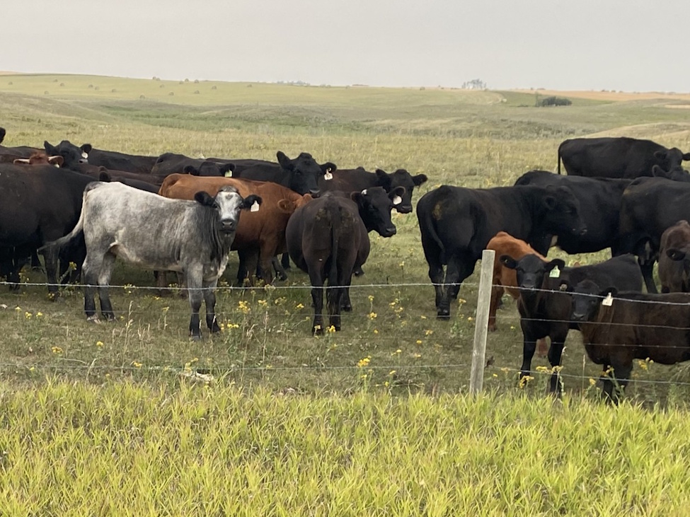 Fuel prices, trade talks and global conflict add pressure to Canadian cattle industry