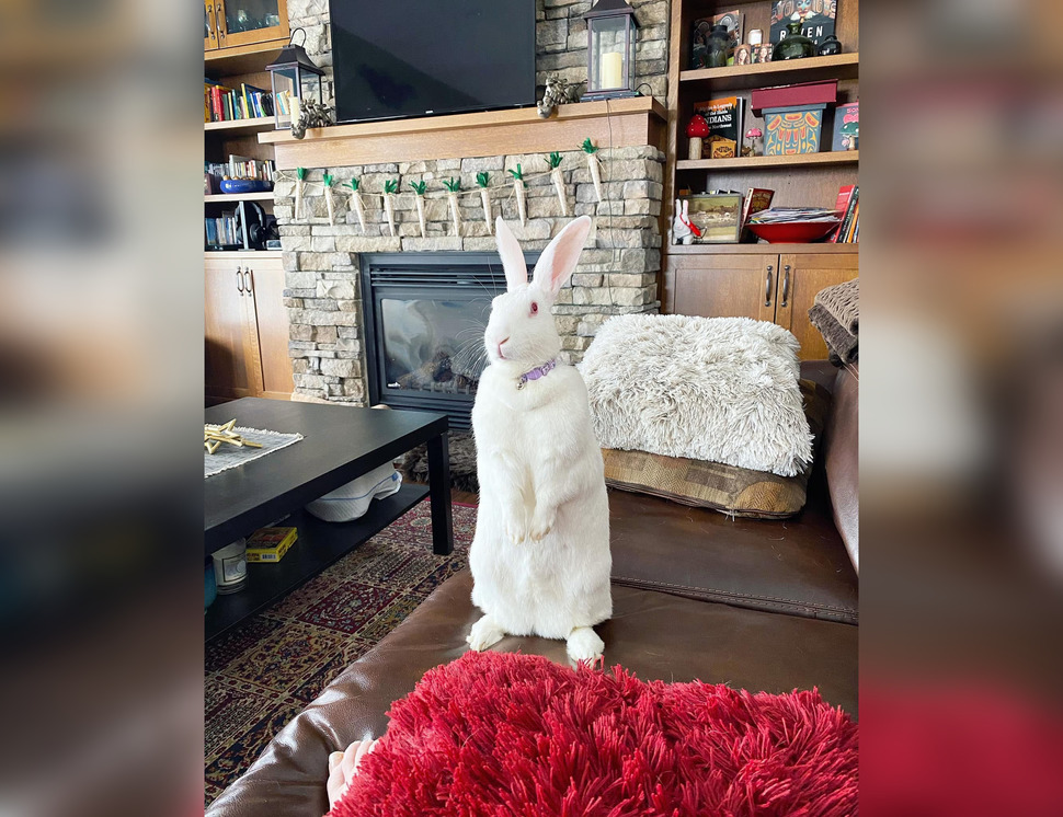Saskachwan Rabbit Former classroom rabbit Lola wins May Perfect Pet contest ...