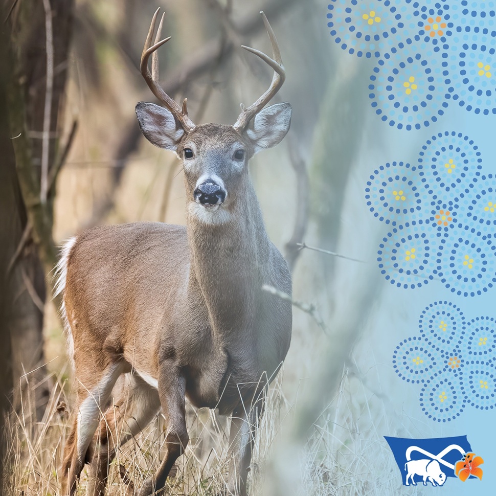Hunting Dog Metis MNLA Passes Resolution to Advance Métis Harvesting Negotiations with ...