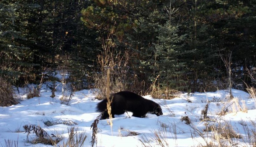 Wolverine caught on camera near Bragg Creek - CochraneNow: Cochrane ...