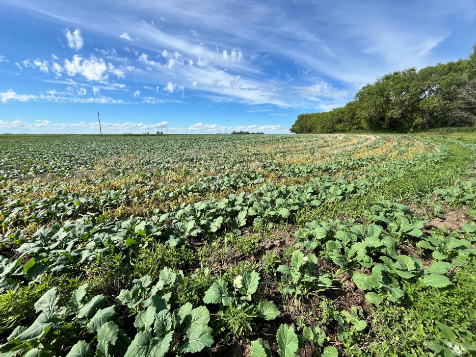 Weyburn area leads region in early seeding progress - DiscoverWeyburn ...