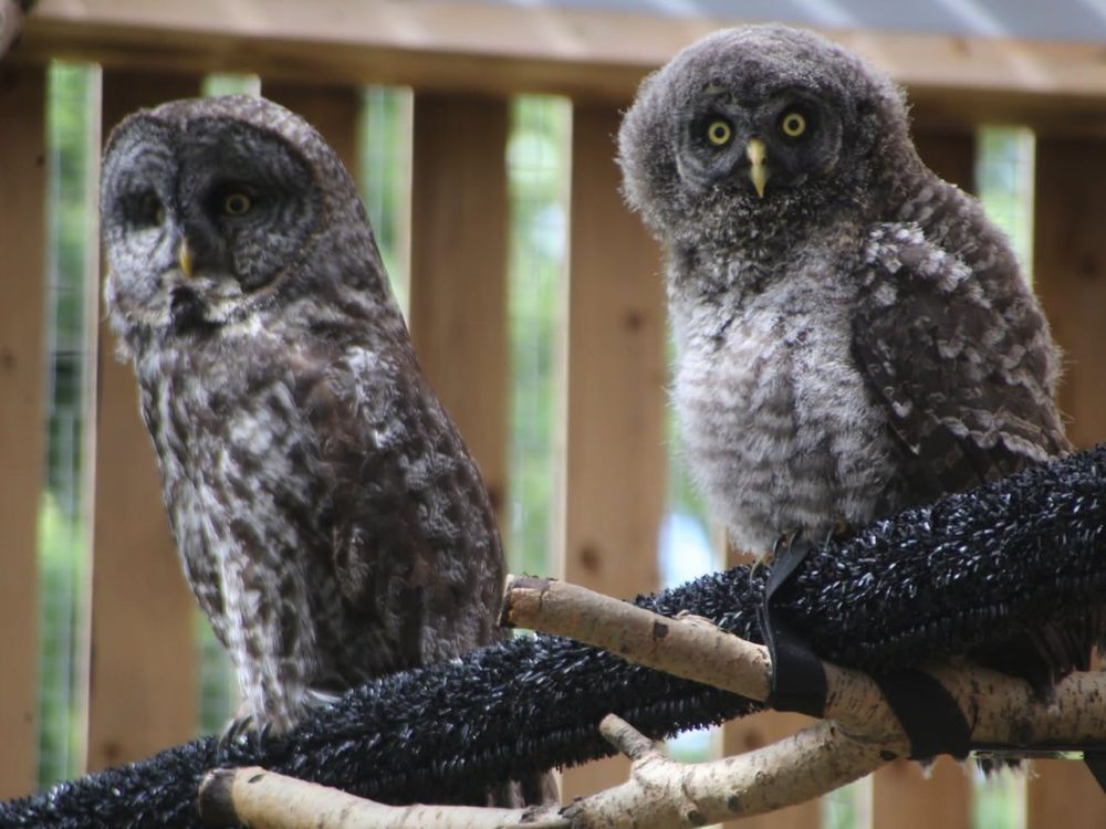 Injured owl recovering at wildlife centre with owlet by her side, after Foothills rescue