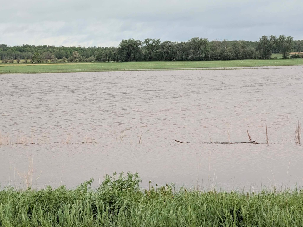 Manitoba farmers assess widespread crop and pasture damage after heavy rainfall