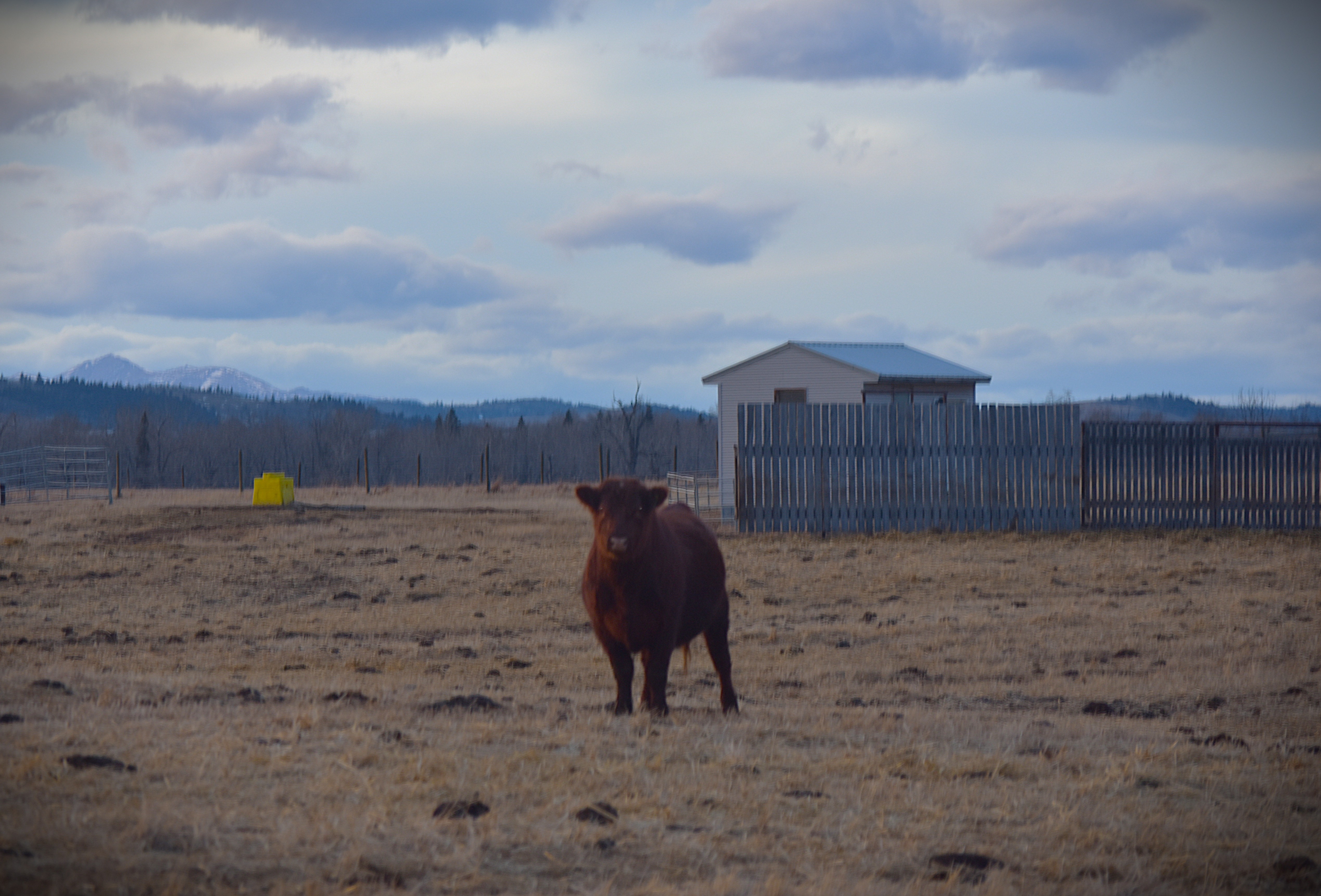 South-central Alberta remains Canada's hardest-hit drought region: federal report