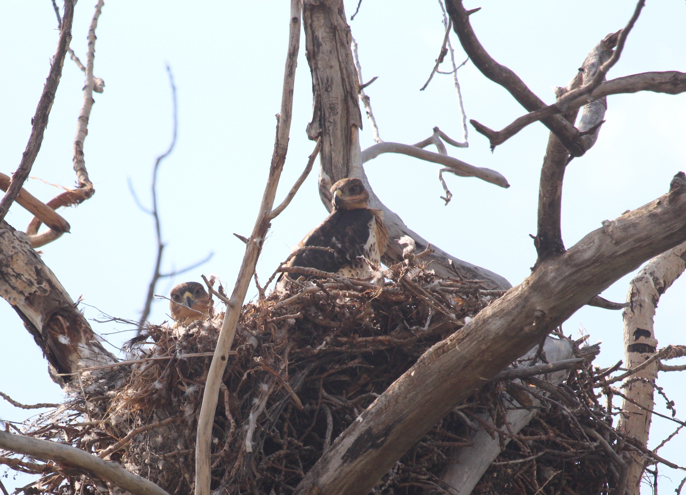 Nest in a troublesome spot? Wildlife expert says patience is often best ...