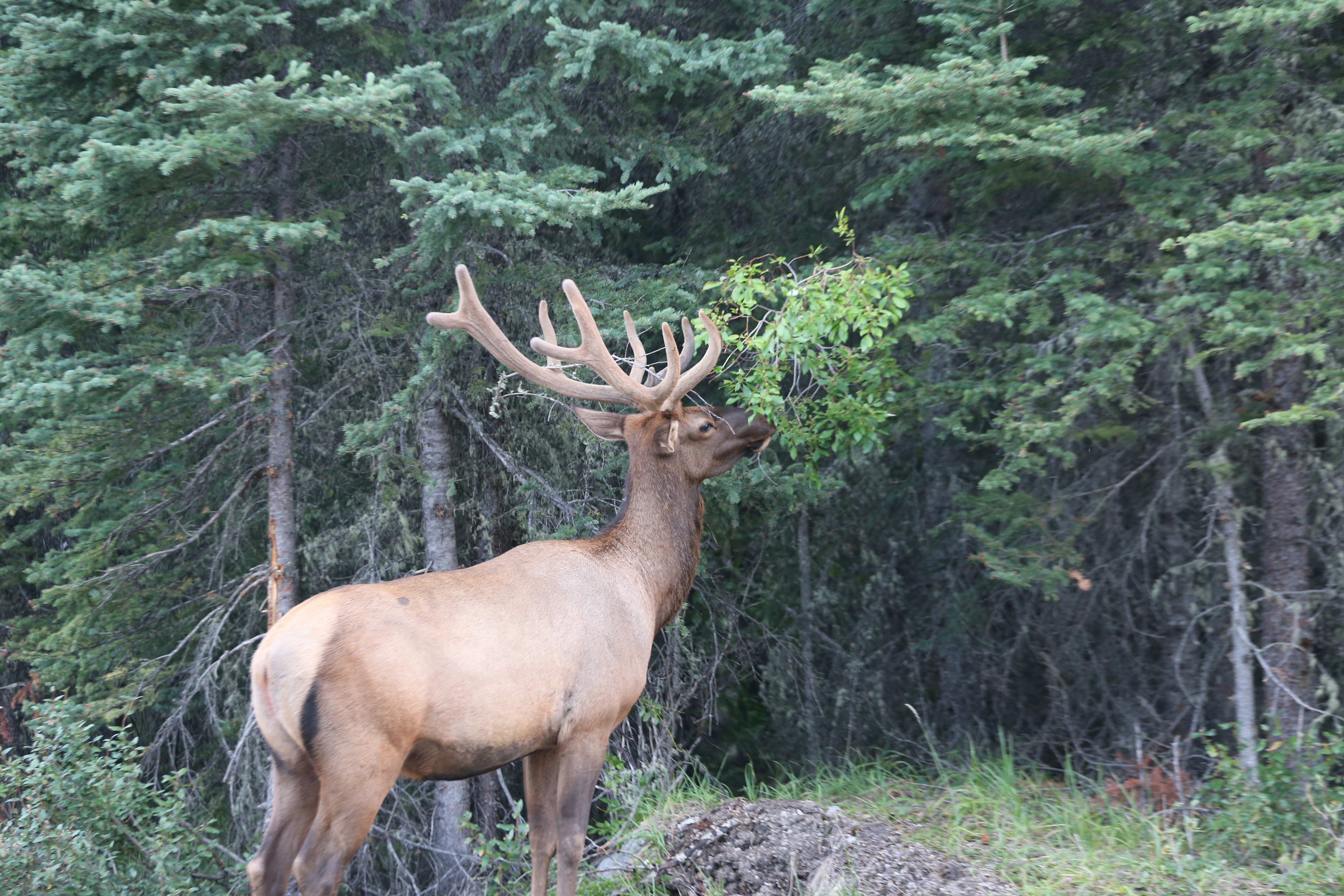 What to know ahead of free admission at Parks Canada sites this summer