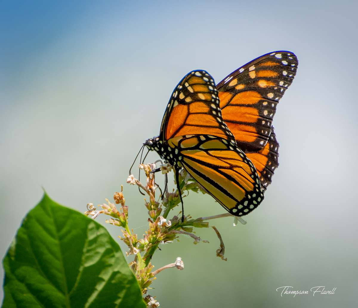 Endangered monarchs return to Saskatchewan to begin summer cycle