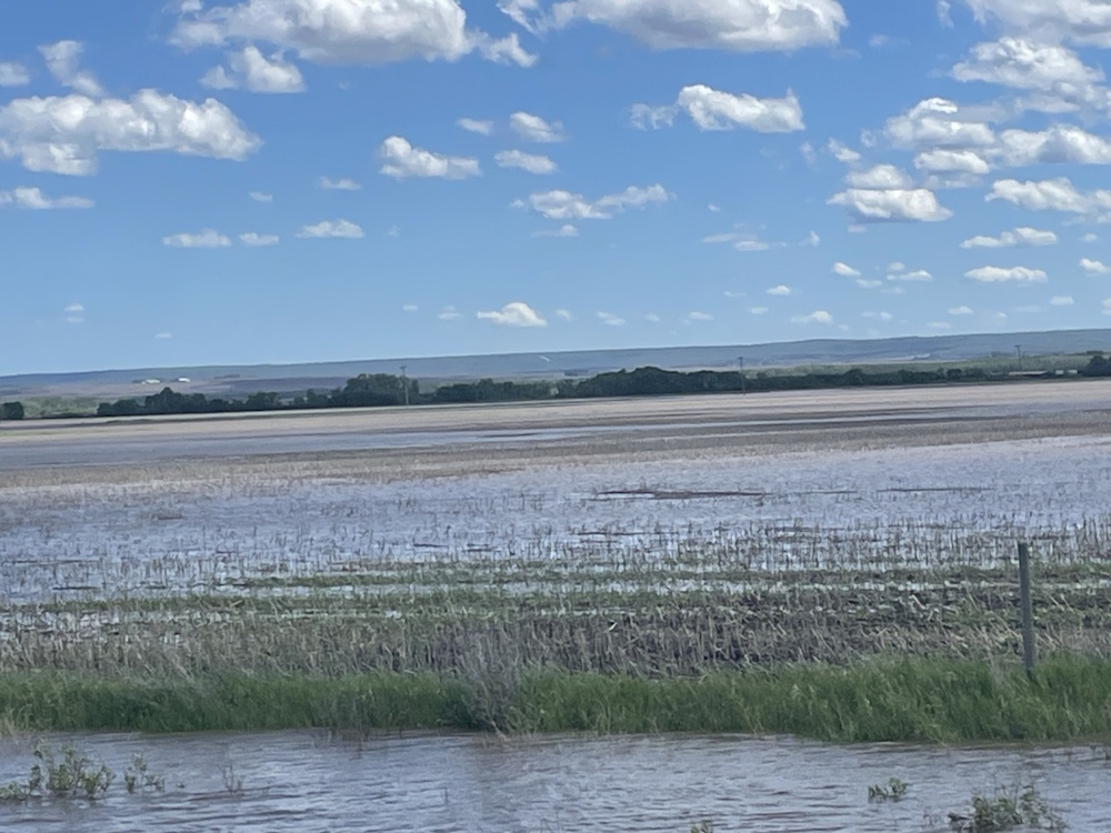 Seeding virtually complete as farmers navigate unwanted rainfall