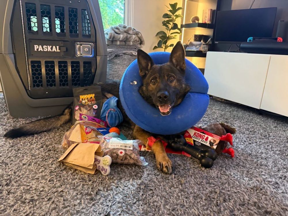 RCMP police dog Paskal recovering after on-duty injury responding to ...