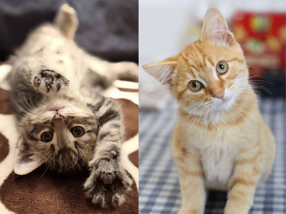 Steinbach and Area Animal Rescue 50-50 fundraiser gains momentum
