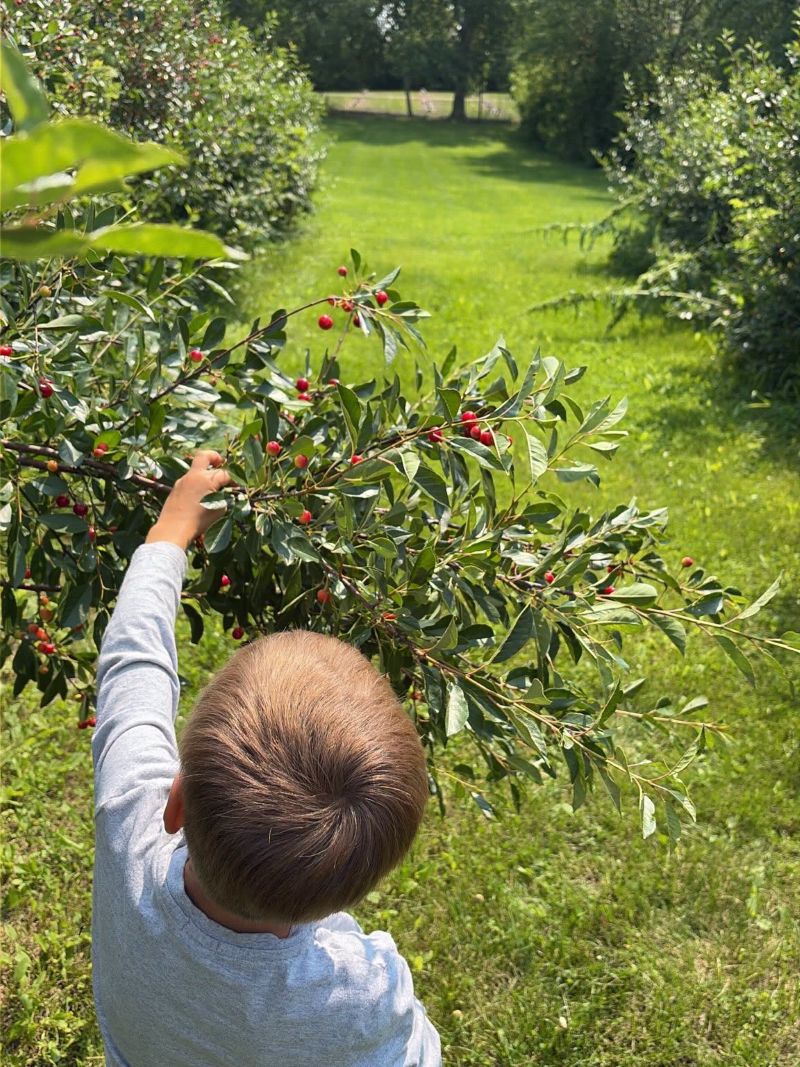 Bruno Cherry Sunday returns with food, music, and family fun