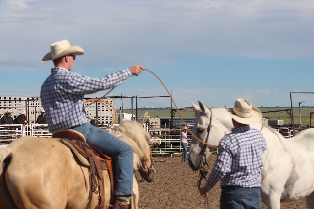 Shaunavon Ranch Rodeo showcases ranching skills - SwiftCurrentOnline ...