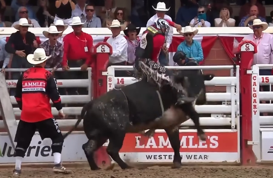 Grady Young out of Calgary Stampede - SwiftCurrentOnline . com - Local news , Weather , Sports , Free Classifieds and Job Listings