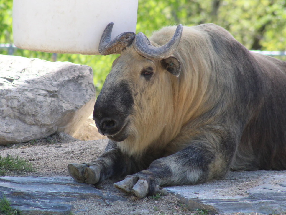 Assiniboine Park Zoo says goodbye to beloved Sichuan takin