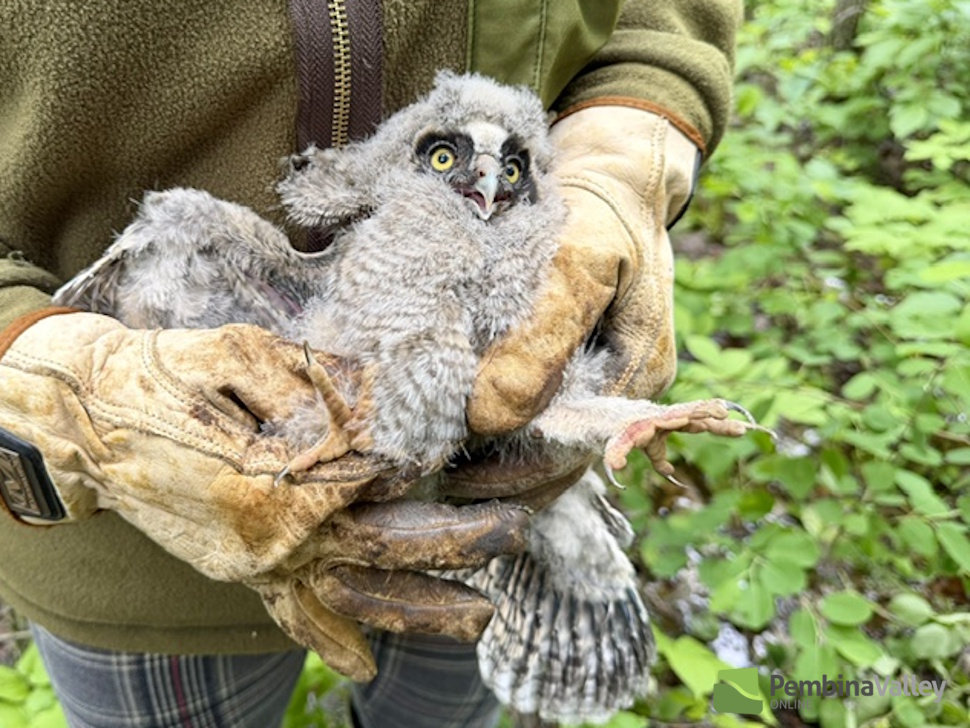 After Morden owl rescue, biologist shares what may have happened to family
