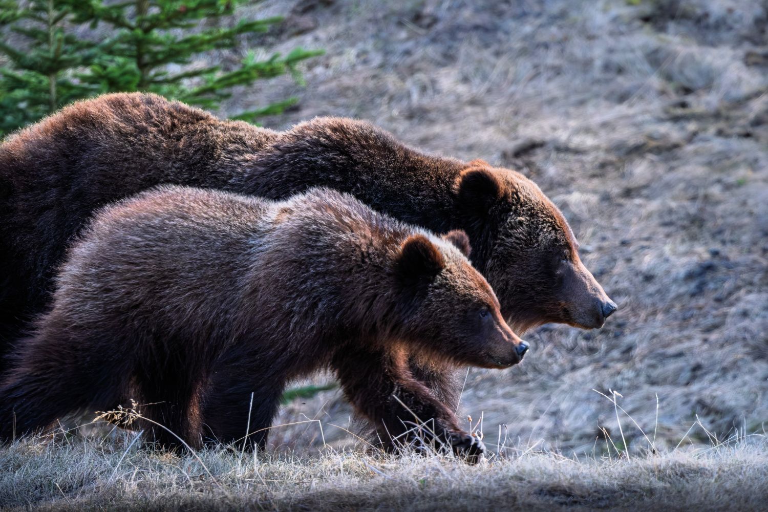 Bear activity shuts down two Banff campgrounds - CochraneNow: Cochrane ...
