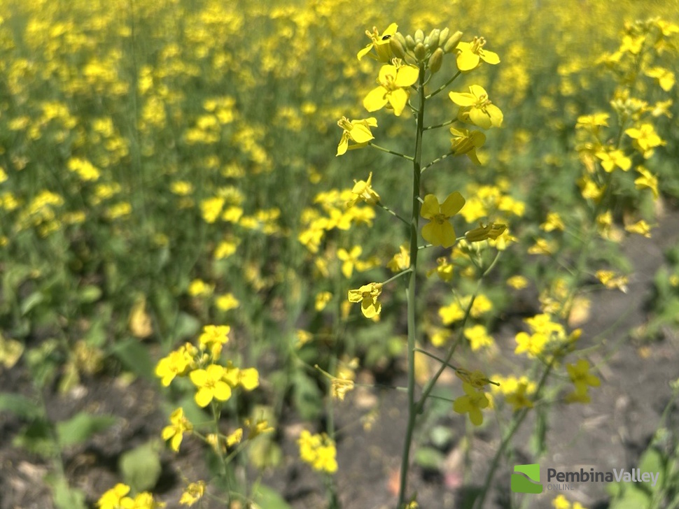 Carman-area farmer optimistic despite wet start to the season ...