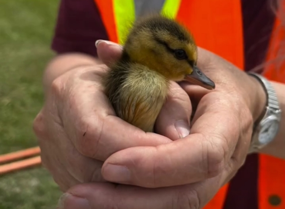 Red Deer crews trade maintenance work for duckling rescue mission