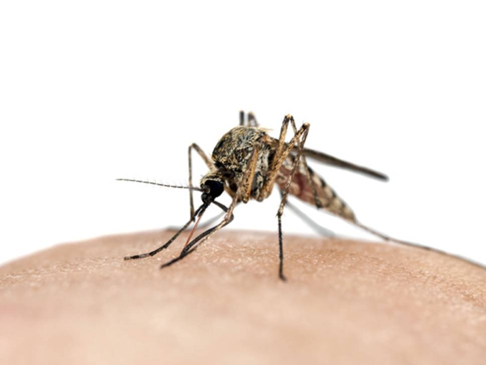 Manitoba Issues West Nile Virus Bulletin #3 as Above‑Normal Risk Persists